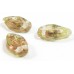 25 of Apollo-Gold Top Drilled Leaf 12mm Beads