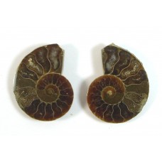 Matched Pair Polished Madagascar Ammonite Fossil Halves 28x24mm