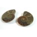 Matched Pair Polished Madagascar Ammonite Fossil Halves 28x24mm