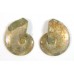 Matched Pair Polished Madagascar Ammonite Fossil Halves 28x24mm