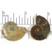 Matched Pair Polished Madagascar Ammonite Fossil Halves 28x24mm