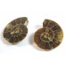 Matched Pair Polished Madagascar Ammonite Fossil Halves 28x24mm