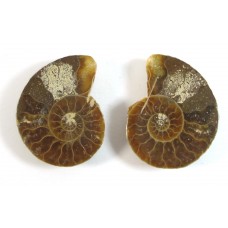 Matched Pair Polished Madagascar Ammonite Fossil Halves 28x24mm