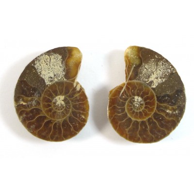Matched Pair Polished Madagascar Ammonite Fossil Halves 28x24mm