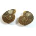 Matched Pair Polished Madagascar Ammonite Fossil Halves 28x24mm