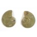 Matched Pair Polished Madagascar Ammonite Fossil Halves 28x24mm