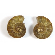 Matched Pair Polished Madagascar Ammonite Fossil Halves 30x26mm