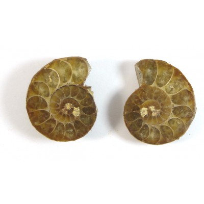 Matched Pair Polished Madagascar Ammonite Fossil Halves 30x26mm