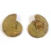 Matched Pair Polished Madagascar Ammonite Fossil Halves 30x26mm