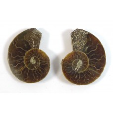 Matched Pair Polished Madagascar Ammonite Fossil Halves 30x26mm