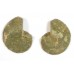 Matched Pair Polished Madagascar Ammonite Fossil Halves 30x26mm