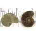 Matched Pair Polished Madagascar Ammonite Fossil Halves 30x26mm