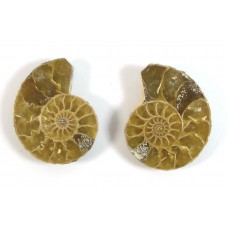 Matched Pair Polished Madagascar Ammonite Fossil Halves 30x26mm