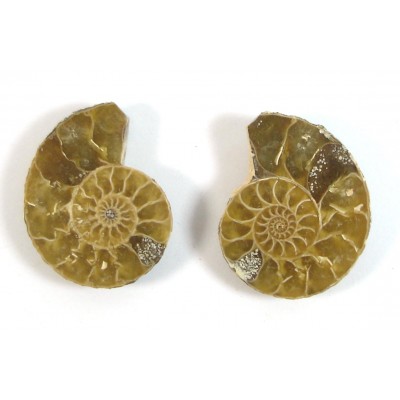 Matched Pair Polished Madagascar Ammonite Fossil Halves 30x26mm