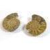 Matched Pair Polished Madagascar Ammonite Fossil Halves 30x26mm