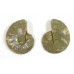 Matched Pair Polished Madagascar Ammonite Fossil Halves 30x26mm