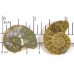 Matched Pair Polished Madagascar Ammonite Fossil Halves 30x26mm