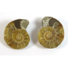 Matched Pair Polished Madagascar Ammonite Fossil Halves 30x26mm