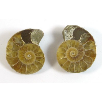 Matched Pair Polished Madagascar Ammonite Fossil Halves 30x26mm