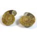 Matched Pair Polished Madagascar Ammonite Fossil Halves 30x26mm