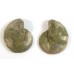 Matched Pair Polished Madagascar Ammonite Fossil Halves 30x26mm