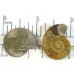 Matched Pair Polished Madagascar Ammonite Fossil Halves 30x26mm