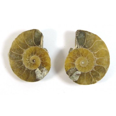 Matched Pair Polished Madagascar Ammonite Fossil Halves 30x26mm
