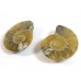 Matched Pair Polished Madagascar Ammonite Fossil Halves 30x26mm