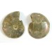 Matched Pair Polished Madagascar Ammonite Fossil Halves 30x26mm