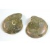Matched Pair Polished Madagascar Ammonite Fossil Halves 30x26mm