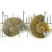 Matched Pair Polished Madagascar Ammonite Fossil Halves 30x26mm