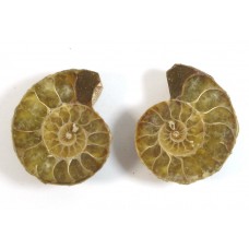 Matched Pair Polished Madagascar Ammonite Fossil Halves 30x26mm