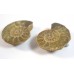 Matched Pair Polished Madagascar Ammonite Fossil Halves 30x26mm