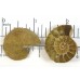 Matched Pair Polished Madagascar Ammonite Fossil Halves 30x26mm