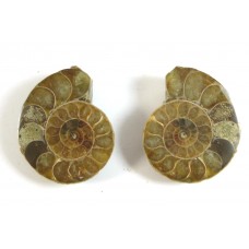 Matched Pair Polished Madagascar Ammonite Fossil Halves 30x26mm