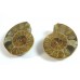 Matched Pair Polished Madagascar Ammonite Fossil Halves 30x26mm