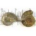 Matched Pair Polished Madagascar Ammonite Fossil Halves 30x26mm