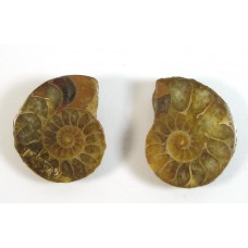 Matched Pair Polished Madagascar Ammonite Fossil Halves 32x28mm
