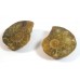 Matched Pair Polished Madagascar Ammonite Fossil Halves 32x28mm