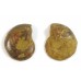 Matched Pair Polished Madagascar Ammonite Fossil Halves 32x28mm