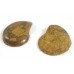 Matched Pair Polished Madagascar Ammonite Fossil Halves 32x28mm