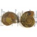 Matched Pair Polished Madagascar Ammonite Fossil Halves 32x28mm