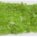 1 Strand Peridot Chip Beads